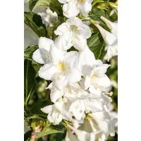 Pflanzen für Dich Gehölze Weigela Candida, 1 St., Weigelie, Weigelstrauch