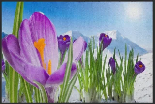 Fussmatte Krokus 4847 | Größe: 60 cm x 45 cm
