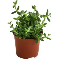 Dehner Kaktus Gurkenpflanze, Delosperma echinatum, ca. 20 cm, Ø Topf 12 cm, Sukkulente mit fleischigen und behaarten Blättern