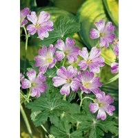 Pflanzen für Dich Staude Geranium versicolor, 1 St., Storchschnabel