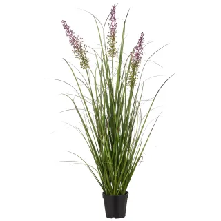 Grasbusch Pennisetum