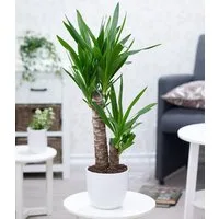 BALDUR Garten Zimmerpflanze Yucca Palme ca. 65-75 cm hoch, 1 St., Agavengewächs, genügsam, pflegeleicht