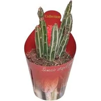 Exotenherz Kaktus Senecio stapeliformis Zuckerstangen-Sukkulente Rarität 6,5cm Topf