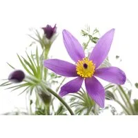 Pflanzen für Dich Staude Pulsatilla vulg. Pinwheel Blau, 1 St., Küchenschelle, Kuhschelle, Glockenblume