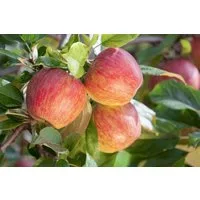 Pflanzen für Dich Obstpflanze Malus 'Gala', 1 St., Gala-Apfel, Apfelbaum, süß, rotgestreift