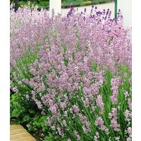 BALDUR Garten Zierstrauch Duft-Lavendel 'Rosa', 9 St., Duftlavendelhecken, winterhart, mehrjährig, duftend
