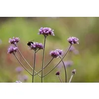 Pflanzen für Dich Staude Verbena bon. Purple Tower, 1 St., Argentinisches Eisenkraut, Patagonisches Eisenkraut