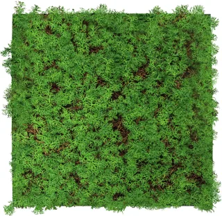 Wall