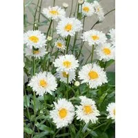 Pflanzen für Dich Staude Leucanthemum superb. Snehurka, 1 St., Margerite, Schneewittchen-Margerite