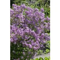 Pflanzen für Dich Gehölze Syringa meyeri Lillifee, 1 St., Kleinblättriger Flieder, Zwergflieder