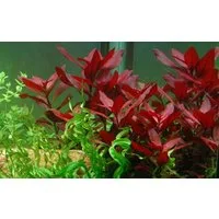 Aquaone Wasserpflanze Aquarium Pflanze Ludwigia repens 'Rubin' Tropica Nr.033D
