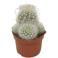 Exotenherz Kaktus Alter-Mann-Kaktus Neoporteria nidus senilis Kaktus 10,5cm Topf
