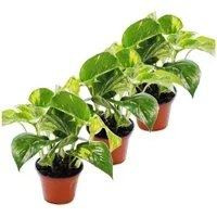 Exotenherz Zimmerpflanze 3er Set Efeutute - Scindapsus - Epipremnum - 12cm Topf