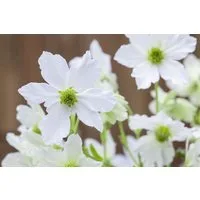 Pflanzen für Dich Kletterpflanze Clematis Hybride Early Sensation, 1 St., Clematis, Waldrebe, immergrün, frühblühend