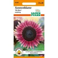 SAMEN PFANN Blumensamen Sonnenblume, Ms Mars - Saatgut SonnenSamen, Helianthus annuus