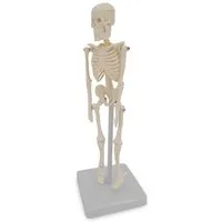 Cranstein Scientific Dekoobjekt Mini Micro Skelett Anatomie Modell mit 20cm auf Stativ Schreibtisch