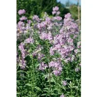 Pflanzen für Dich Staude Saponaria offic. Plena, 1 St., Gewöhnliches Seifenkraut, Echtes Seifenkraut
