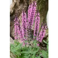 Pflanzen für Dich Staude Salvia nemorosa Rose Queen, 1 St., Steppen-Salbei, Wiesensalbei