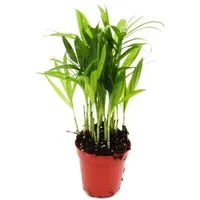 Exotenherz Zimmerpflanze Mini-Pflanze Chamaedorea elegans Bergpalme im 5,5cm Topf