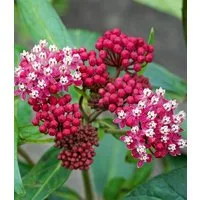 BALDUR Garten Staude Asclepias 'Soulmate', 3 St., Trockenresistent, genügsam, winterhart, mehrjährig