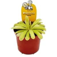 Exotenherz Zimmerpflanze Fleischfressende Pflanze Fettkraut - Pinguicula "Anna" - 9cm Topf