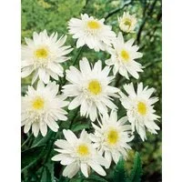 Pflanzen für Dich Staude Leucanthemum superb. Stina, 1 St., Margerite, Gartenmargerite
