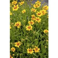 Pflanzen für Dich Staude Coreopsis lanc. Walter, 1 St., Mädchenauge, Lanzettliches Mädchenauge