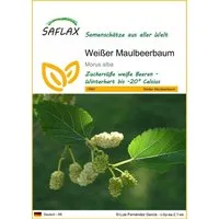 SAFLAX Blumensamen SAFLAX - Samen - Weißer Maulbeerbaum