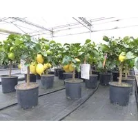 gruenwaren jakubik Zitronenbaum