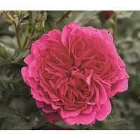 Dehner Rose Nostalgie®-Strauchrose Soul®, pinke Blüten, dicht gefüllt und duftend, Züchter Tantau