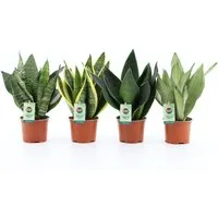 meinvipshop Zimmerpflanze Bogenhanf Sansevieria 4er Set