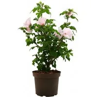 Pflanzen für Dich Gehölze Hibiscus syriacus Mathilda, 1 St., Garteneibisch, Straucheibisch