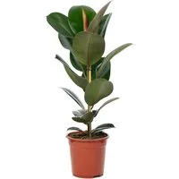 Flowerbox Zimmerpflanze Gummibaum - Ficus elastica "Robusta", - Höhe ca. 70 cm, Topf-Ø 21 cm