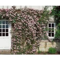 Pflanzen für Dich Kletterpflanze Clematis montana Elizabeth, 1 St., Berg-Waldrebe, Anemonen-Waldrebe, rosafarben, starkwüchsig