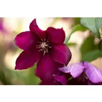 Pflanzen für Dich Kletterpflanze Clematis Hybride Rouge Cardinal, 1 St., Waldrebe, Clematis, tiefrot, langblühend