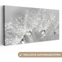 OneMillionCanvasses® Leinwandbild Panorama Löwenzahn - Wassertropfen - Stilleben - Modern, Fotodruck (1 St), Wandbild, Deko Schlafzimmer Wohnzimmer Flur 40x20 cm