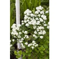 Pflanzen für Dich Gehölze Spiraea vanhouttei, 1 St., Spierstrauch, Brautspiere, Vanhouttes Spiere
