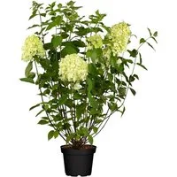 Pflanzen für Dich Gehölze Hydrangea pan. Limelight, 1 St., Rispenhortensie, Hortensie