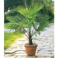 BALDUR Garten Zierstrauch Winterharte Kübel-Palme im 19 cm Topf, 1 St., Hanfpalme, immergrün, winterhart, pflegeleicht