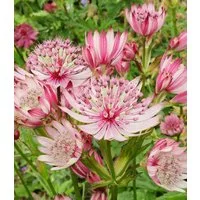 BALDUR Garten Staude Astrantia 'Sparkling Stars Pink', 1 St., Sternendolde, winterhart, lange Blütezeit, bienenfreundlich