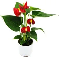 Exotenherz Zimmerpflanze Kleine Flamingoblume Anthurium andreanum Baby-Anthurie 7cm Topf