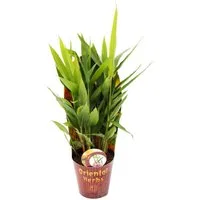 Exotenherz Gewürzkraut Thai-Ingwer, Alpina galanga 12cm