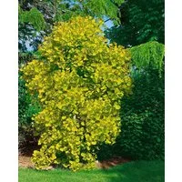 Pflanzen für Dich Gehölze Cotinus coggygria Golden Spirit, 1 St., Perückenstrauch, Gelber Perückenstrauch