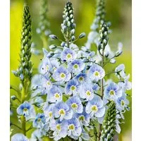 BALDUR Garten Staude Enzian-Ehrenpreis, 6 St., Bienenfreundlich, duftend, bienenfreundlich, pflegeleicht