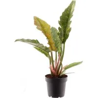 meinvipshop Zimmerpflanze Philodendron Ring of Fire 35cm Zimmerpflanze