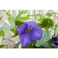 Pflanzen für Dich Kletterpflanze Clematis Hybride Jackmanii, 1 St., Waldrebe, Clematis, violettblühend, kletterpflanze