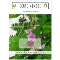 HappySeed Blumensamen Echte Mimose Samen - Mimosa Pudica, Blumen