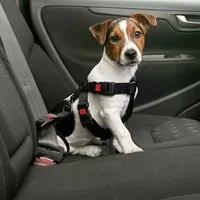 Karlie Autohundegeschirr Auto Sicherheitsgeschirr