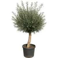 Palms-Store Olivenbaum Olea Europaea höhe: 170 -180cm gute Qualität, Stammumfang 20-30 cm, 1 St., Charaktervoller Stamm