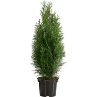 Dehner Hecken Lebensbaum Smaragd, Thuja, 4 x ca. 60 - 70 cm, immergrüne Sichtschutz-Hecke
